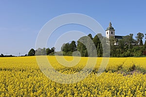 Sweden. Rapeseed. City of Linkoping. Ostergotland province.