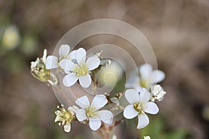 Sweden. Saxifraga granulata. City of Linkoping. Ostergotland province