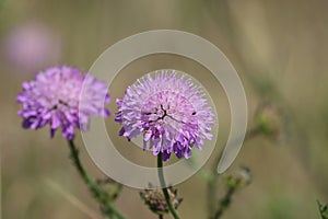 Sweden. Scabiosa atropurpurea. City of Linkoping. Ostergotland province.