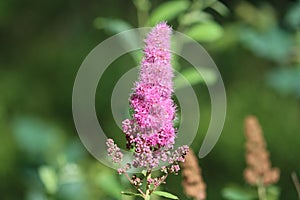 Sweden. Spiraea salicifolia. City of Linkoping. Ostergotland province.