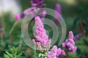 Sweden. Spiraea salicifolia. City of Linkoping. Ostergotland province.