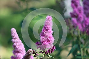 Sweden. Spiraea salicifolia. City of Linkoping. Ostergotland province.