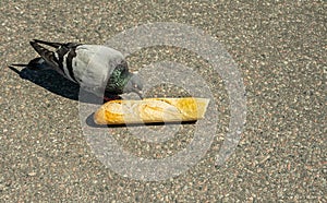 Pigeon eats baguette bread on Skeppsbron quay, Stockholm, Sweden photo