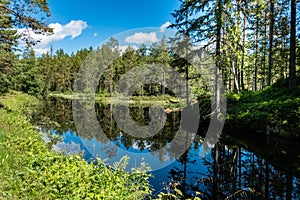 Sweden / Untouched nature along a small river in central Sweden in summer