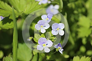 Sweden. Veronica filiformis. City of Linkoping. Ostergotland province.