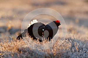 Sweden wildlife. Black grouse on the pine tree. Nice bird Grouse, Tetrao tetrix, in marshland, Polalnd. Spring mating season in