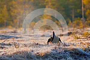 Sweden wildlife. Black grouse on the pine tree. Nice bird Grouse, Tetrao tetrix, in marshland, Polalnd. Spring mating season in