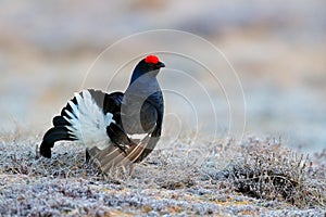 Sweden wildlife. Black grouse on the pine tree. Nice bird Grouse, Tetrao tetrix, in marshland, Polalnd. Spring mating season in