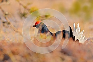 Sweden wildlife. Black grouse on the pine tree. Nice bird Grouse, Tetrao tetrix, in marshland, Polalnd. Spring mating season in