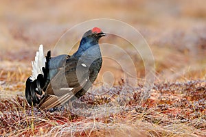 Sweden wildlife. Black grouse on the pine tree. Nice bird Grouse, Tetrao tetrix, in marshland, Polalnd. Spring mating season in