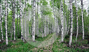 Swedish birch forest