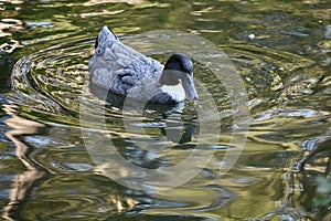 Swedish blue duck, Anas platyrhynchos domestics, 2.