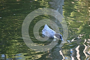 Swedish blue duck, Anas platyrhynchos domestics, 21.