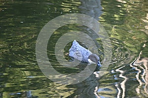 Swedish blue duck, Anas platyrhynchos domestics, 22.