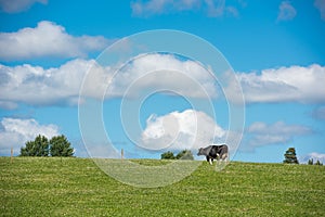 Swedish cow on a meadow3