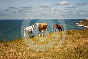 Swedish Cows on Clifftop