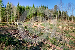 Swedish deforestation photo