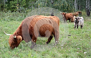 Swedish farm with highland cattle