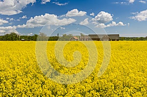 Swedish field of