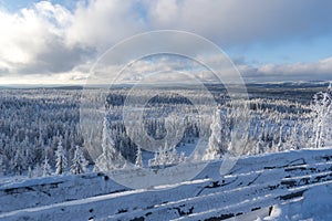 Swedish forest in winter landscape