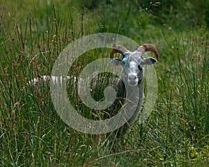 A Swedish Gotland sheep