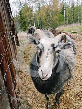 Swedish Gute sheep in spring