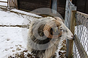 Swedish `gutefÃ¥r` Gute-sheep Ovis aries domesticus