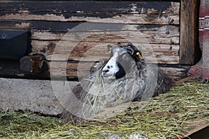 Swedish `gutefÃ¥r` Gute-sheep Ovis aries domesticus