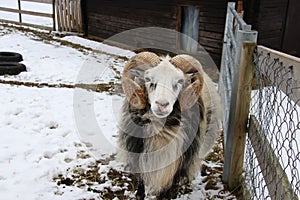 Swedish `gutefÃ¥r` Gute-sheep Ovis aries domesticus