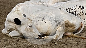 Swedish hornless cow 2