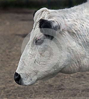 Swedish hornless cow 4