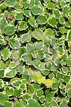 Swedish ivy Marginatus