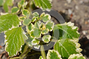 Swedish ivy Marginatus