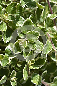 Swedish ivy Marginatus