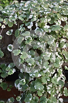 Plectranthus forsteri