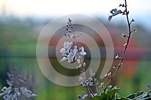 Swedish ivy, Swedish begonia