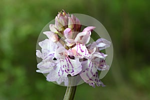 SWEDISH ORGID IN A MEADOW photo