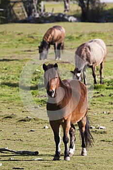 Swedish pony photo