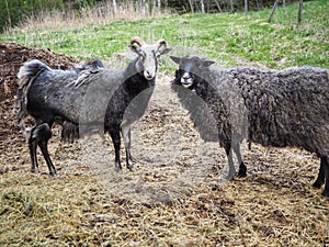 Swedish sheep. One Gute sheep and one Gotlands sheep together.