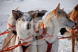 Swedish Sled Dogs