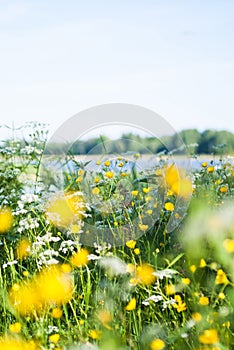 Swedish summer meadow by lake, midsummer.