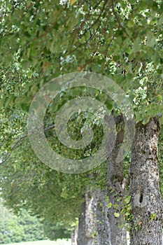 Swedish summer tree in full bloom photo