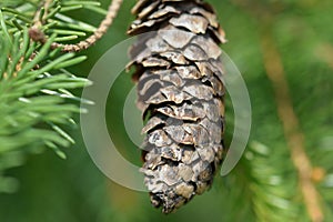 Swedish summer tree in full bloom photo