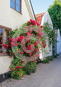 Swedish town Visby, famous for its roses photo