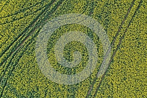 Swedish turnip field from above with tracks of mechanization