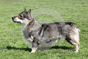 Swedish Vallhund