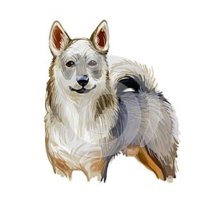 Swedish Vallhund cow dog, breed of dog native to Sweden. Digital art illustration. Animal watercolor portrait closeup isolated