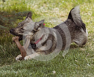 A Swedish Vallhund With Her Favorite Chew Toy