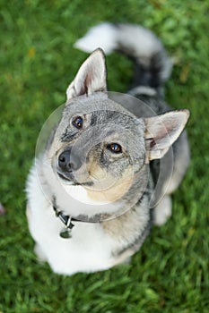 Swedish Vallhund sitting in the grass