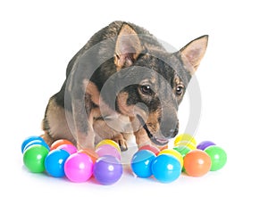 Swedish Vallhund in studio